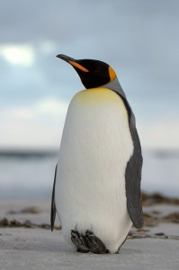 Королевский пингвин (Aptenodytes patagonicus) - AnimalBox.ru